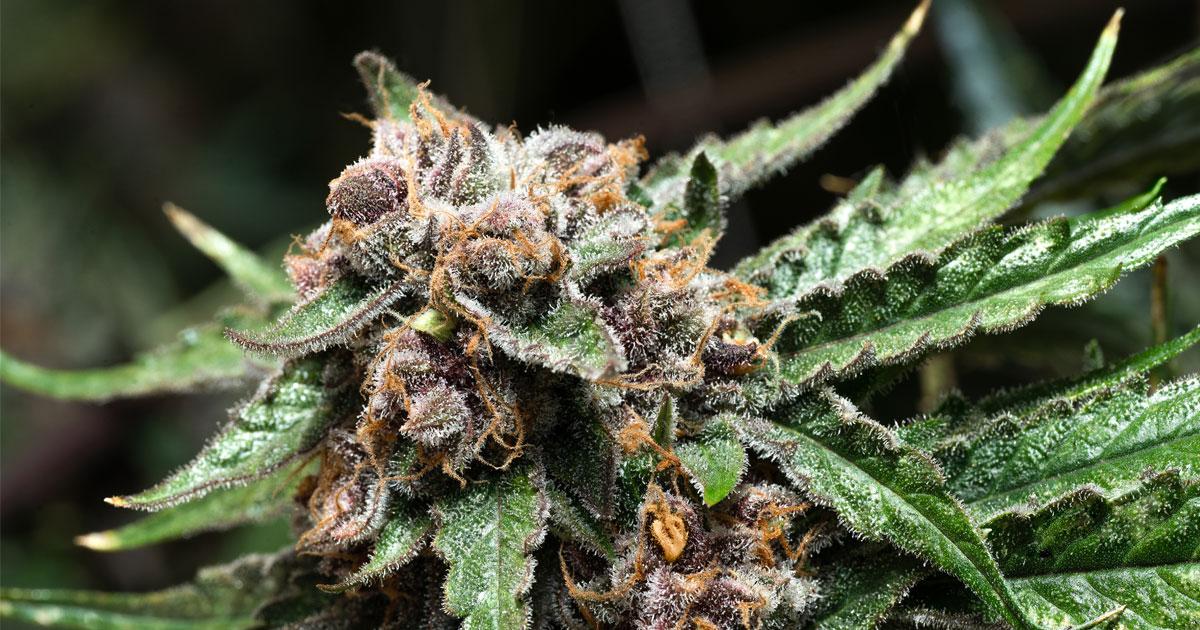 Cannabis Phenotypes FAQs